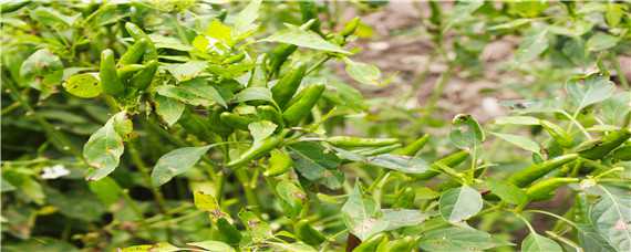 小米辣种植技术与管理 小米辣种植基地