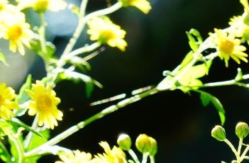 野菊 野菊