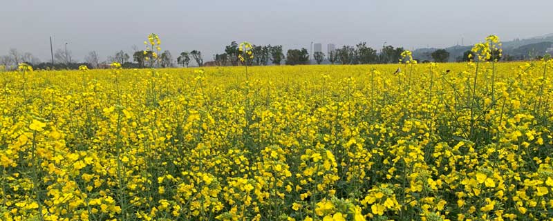 油菜花图片 油菜花图片真实照片