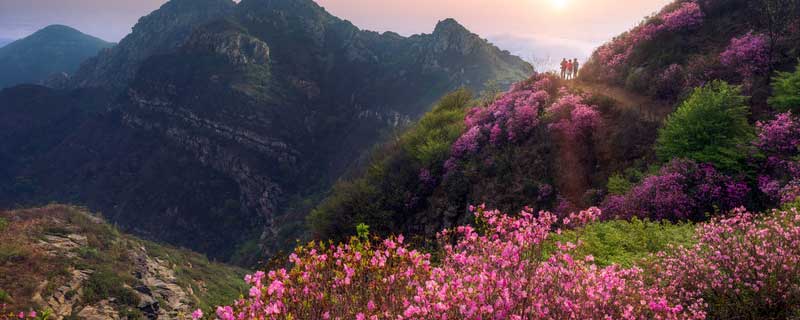 杜鹃花有种子吗 杜鹃花的种子长什么样