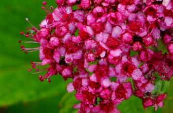 粉花绣线菊 绣线菊