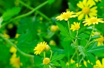 野菊 野菊