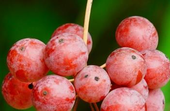 菝葜 菝葜
