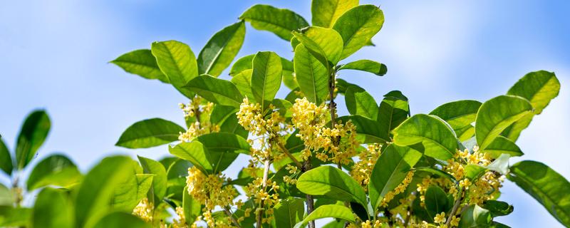 桂花高压繁殖方法 桂花树的高压繁殖技术