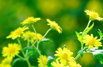 野菊 野菊