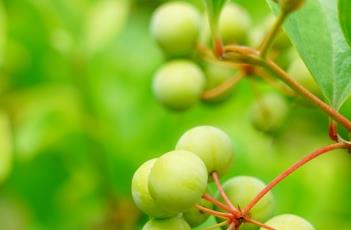 菝葜 菝葜