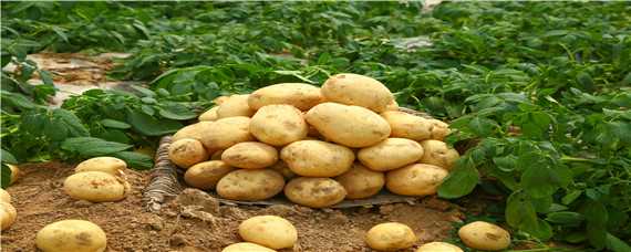 土豆的生长周期多少天 土豆的生长周期多少天一次