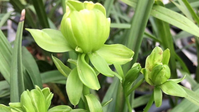 兰花绿翡翠的介绍（翡翠的兰花翠）