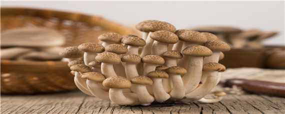 菌棒怎么养出蘑菇来 菌棒怎么养出蘑菇来延时拍视频