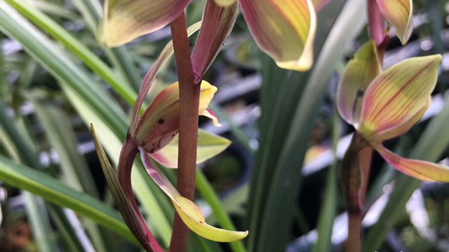 兰花种植管理技术（兰花种植和管理技术）