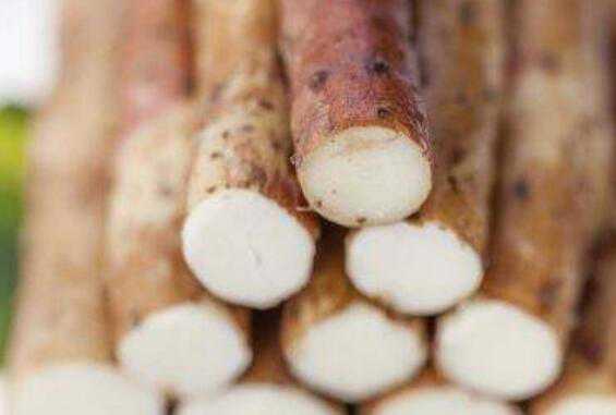 葛根山药泡水喝的作用与功效 葛根和山药泡水的作用