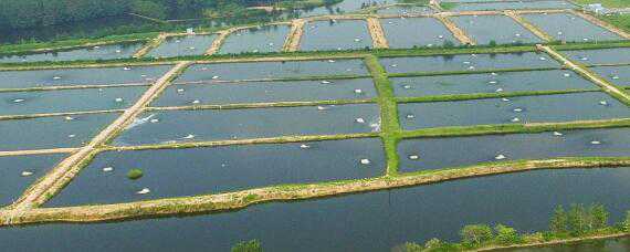 农村水产养殖项目 农村水产养殖项目成果预测