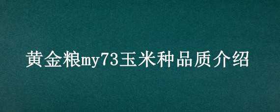 黄金粮my73玉米种品质介绍