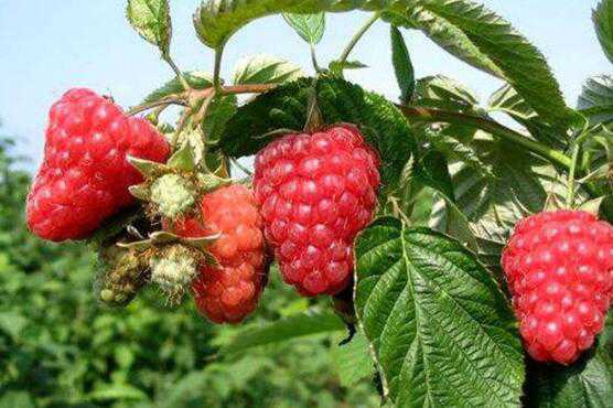 覆盆子和树莓的区别，覆盆子的功效 树莓与覆盆子的功效区别