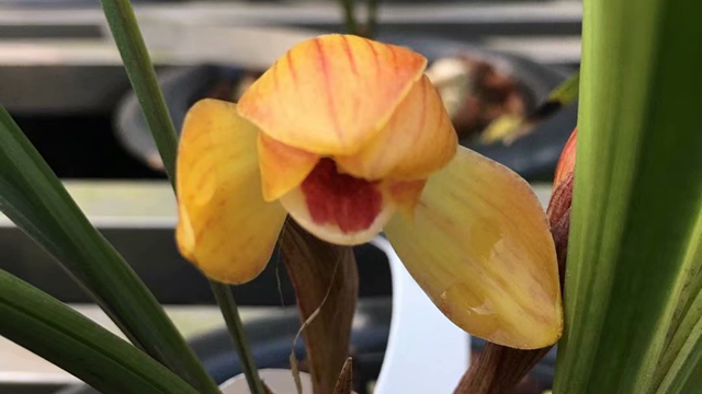 夏季兰花开花了好不（夏季兰花开花吗）