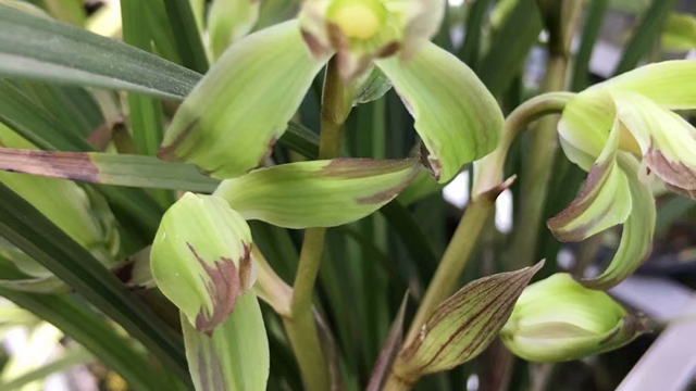 兰花用花生壳树皮行吗 兰花就用松树皮和花生壳行吗