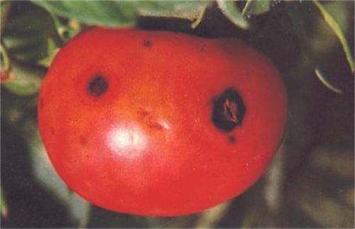 番茄假单胞果腐病防治技术 番茄出现畸形果的主要防治对策