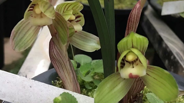 绿云兰花的种植技术（绿云兰花种植方法）
