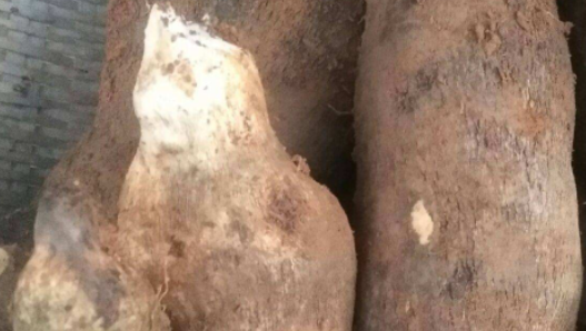 板薯什么时候成熟（薯类什么时候成熟）