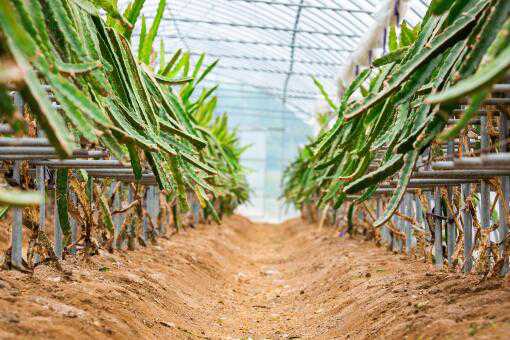 种火龙果用什么肥料最好 火龙果种植施什么肥