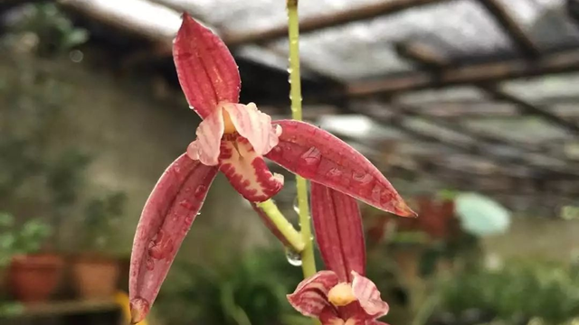 醉美人兰花特点（醉美人属于什么兰）