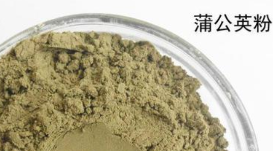 蒲公英根磨粉的功效与作用 蒲公英根磨粉的功效与作用是什么