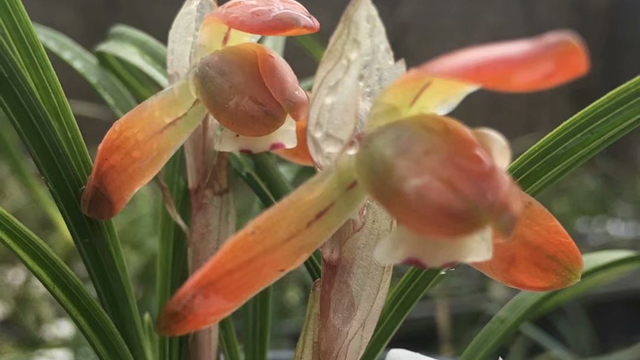 送大花蕙兰寓意 大花蕙兰花寓意