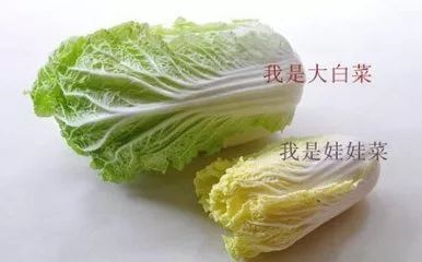 娃娃菜和大白菜的区别 如何区分娃娃菜和大白菜的区别