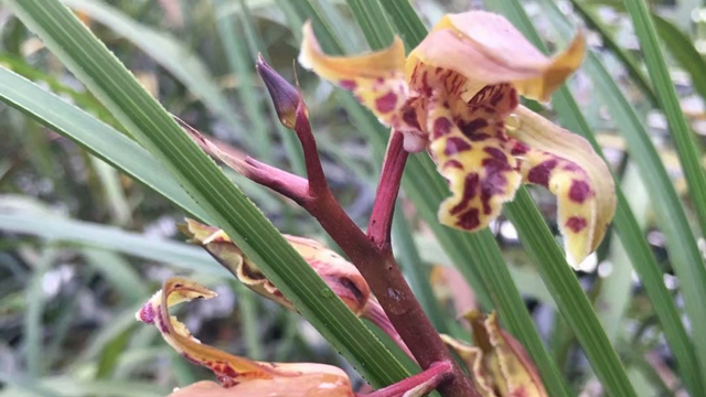 大花蕙兰花后管理 大花蕙兰花期后怎么养护