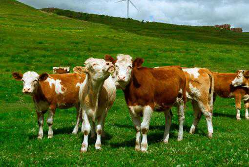 2021年养20头牛需要投资多少（2021年养牛挣钱吗）