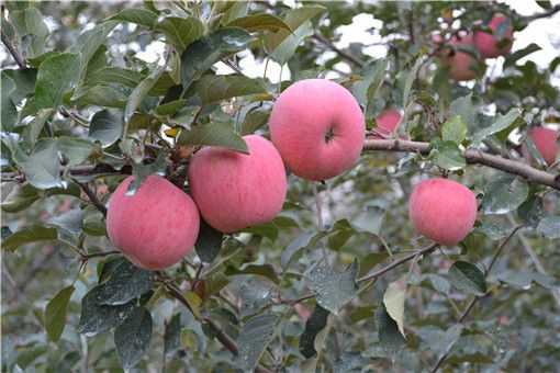 苹果怎么种 苹果怎么种植方法