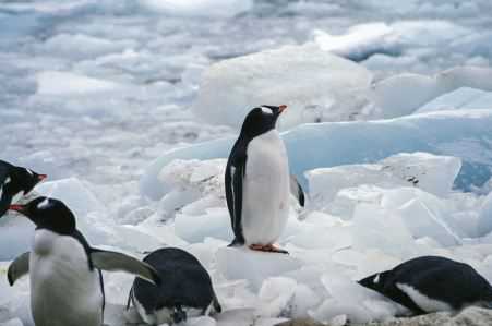 企鹅的尾巴有什么作用 企鹅的尾巴有什么作用和功能