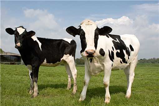 奶牛怎么养殖 奶牛怎么养殖的