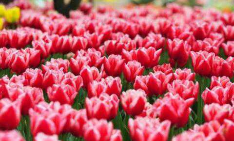 荷兰销毁百万束鲜花是怎么回事 荷兰摧毁上百束鲜花