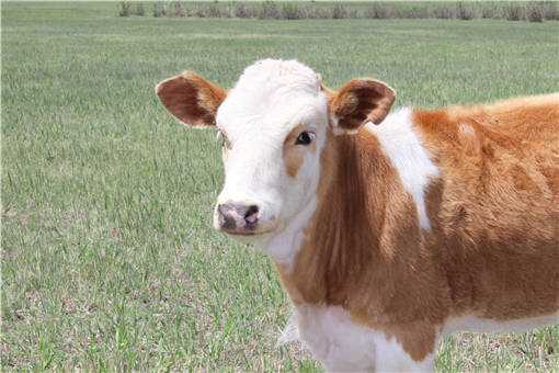 育肥牛饲料配方是什么 育肥牛饲料配方是什么意思