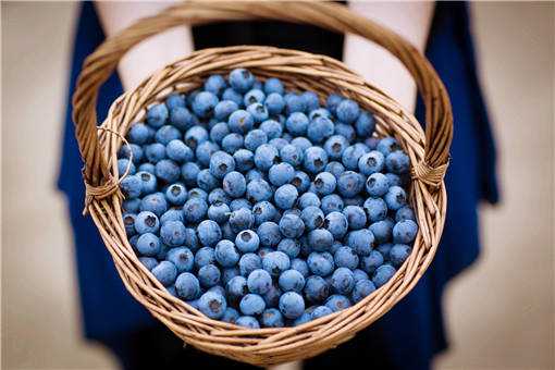 2020年种蓝莓一亩能挣多少钱（种蓝莓一亩能赚多少钱）