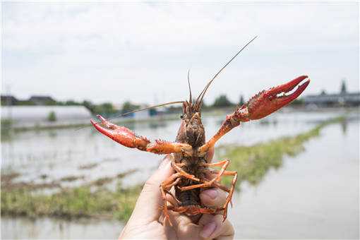 梅雨季小龙虾养殖管理方法有哪些（家庭小龙虾养殖方法和环境）