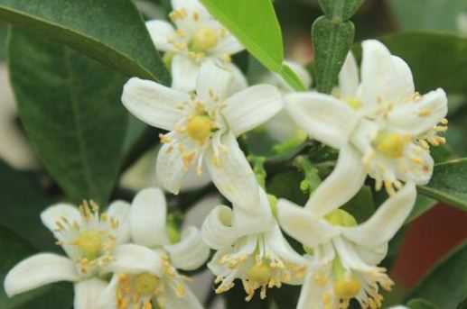 代代花别名叫什么 代代花是什么植物的花