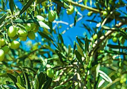 橄榄树一般什么时间种 橄榄树一般什么时间种最好