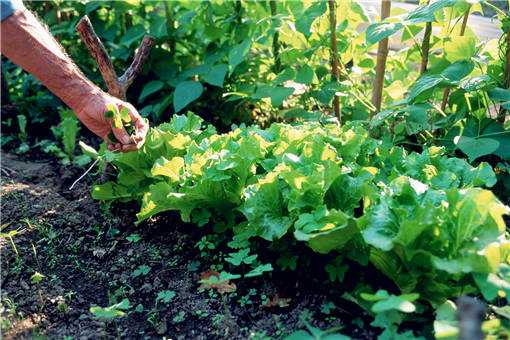 2020年农村种野菜赚钱吗