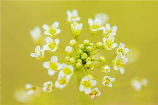 农村种植荠菜