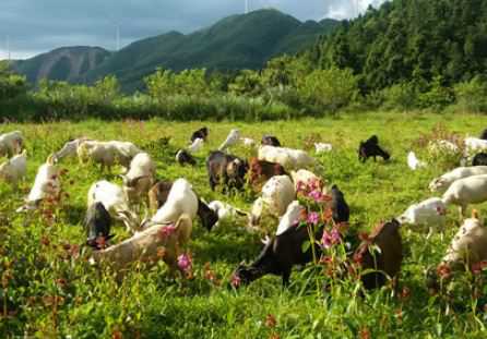 荒山养羊需要养殖证吗 我想承包荒山养羊需要什么手续