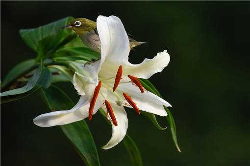 百合花