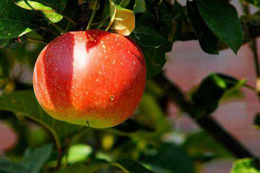 现在各地苹果多少钱一斤？2020春节前后会涨价吗？