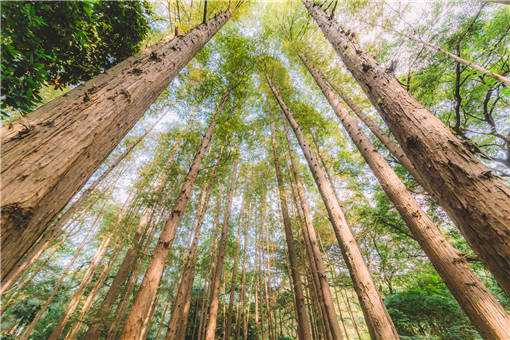 2020年大面积种植什么树效益高 2020年大面积种植什么树效益高一些