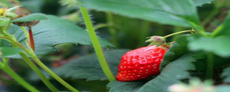 草莓籽怎么种小盆栽 草莓籽怎么种小盆栽视频