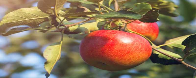 苹果树靠什么传播种子 苹果树靠什么传播种子种植