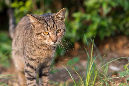 2019年中国狸花猫多少钱一只（狸花猫猫价格多少钱一只）