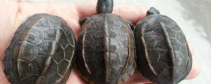 石龟和中华草龟的区别 石龟和中华草龟的区别图片