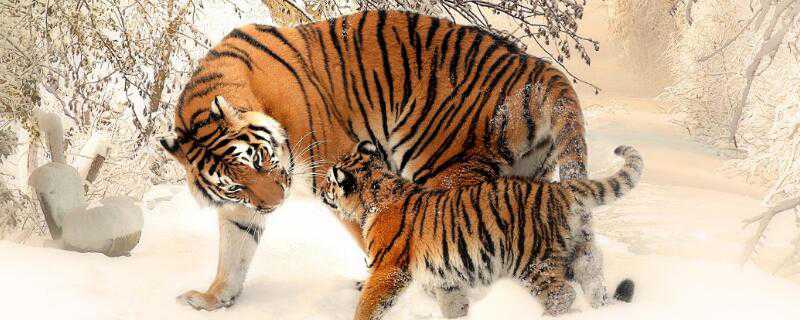老虎喜欢吃什么食物？